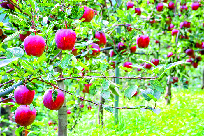 Warming climate causing sharp decline in fruit yields in Uttarakhand, says study