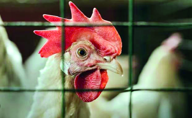 Avian influenza: Centre asks states to be vigilant for unusual deaths