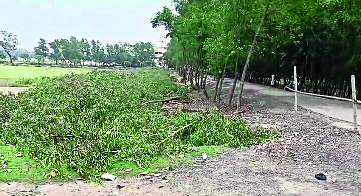 Widespread protests against felling of trees for facelift of Balurghat Stn