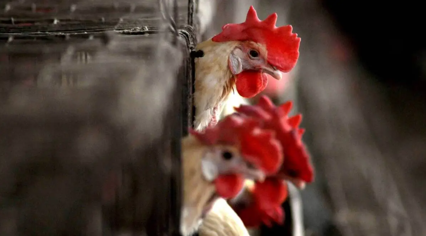 Centre asks states to be vigilant for Avian influenza