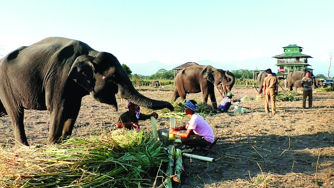 Proposal for building 11 new jumbo sheds sent to govt