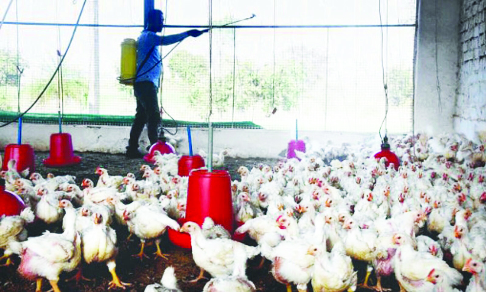 Bengal confirms ‘no bird flu cases’ amid public concerns