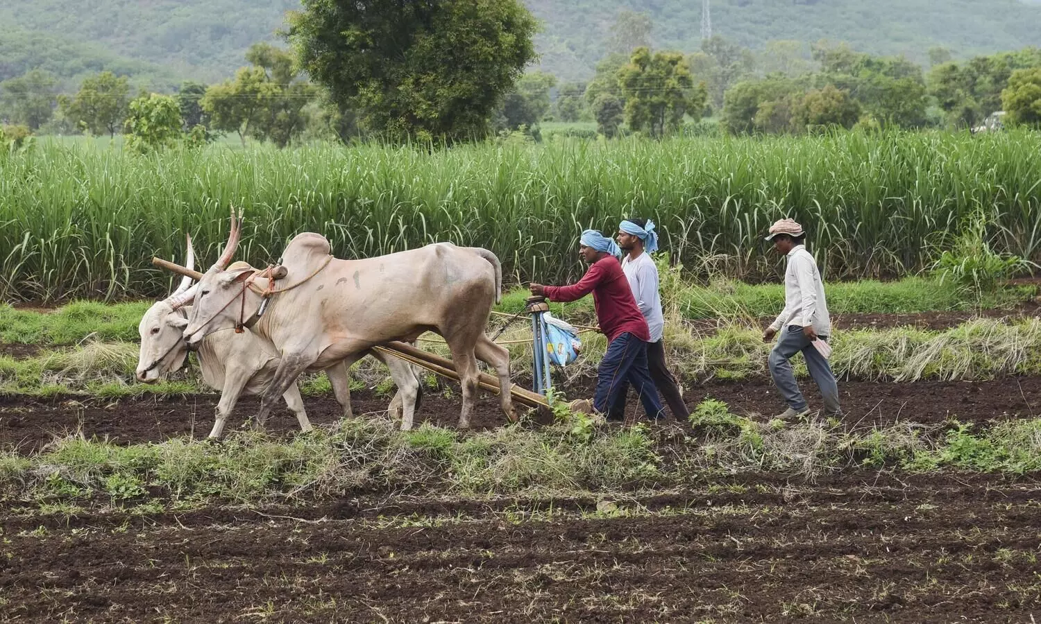 Farmers in UP allegedly committing suicide due to moneylender harassment