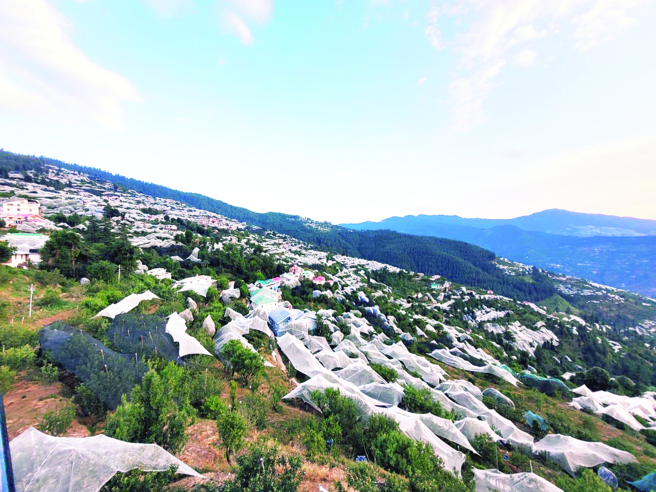 Climate changes, heatwave impacts Himachal’s apple crop Climate changes, heatwave impacts Himachal’s apple crop