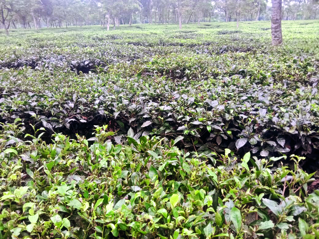 North Bengal tea gardens face new threat from Halopeltis mosquitoes