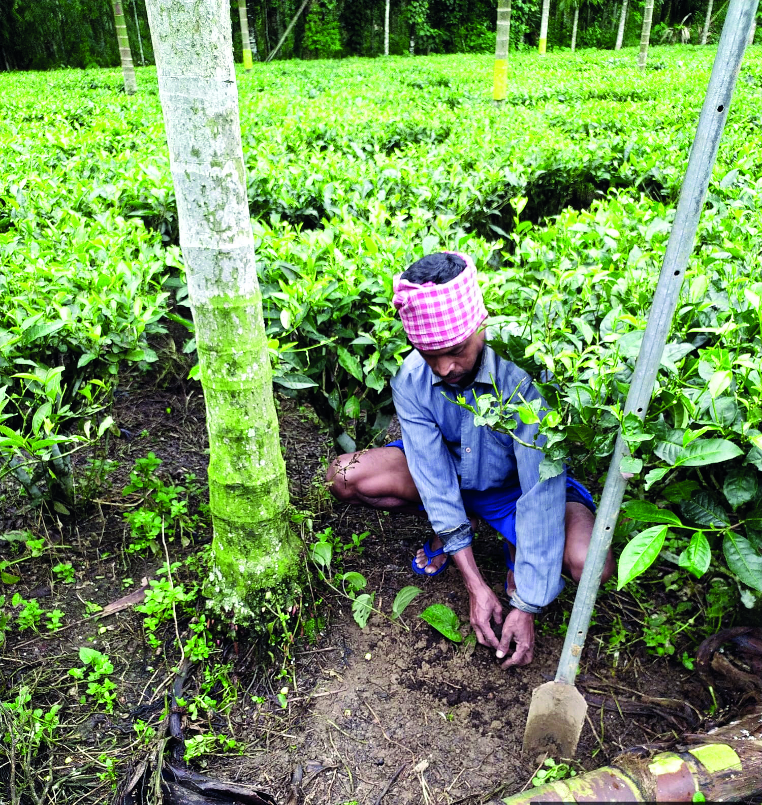 Jalpaiguri small tea growers diversify with alternative farming Jalpaiguri small tea growers diversify with alternative farming