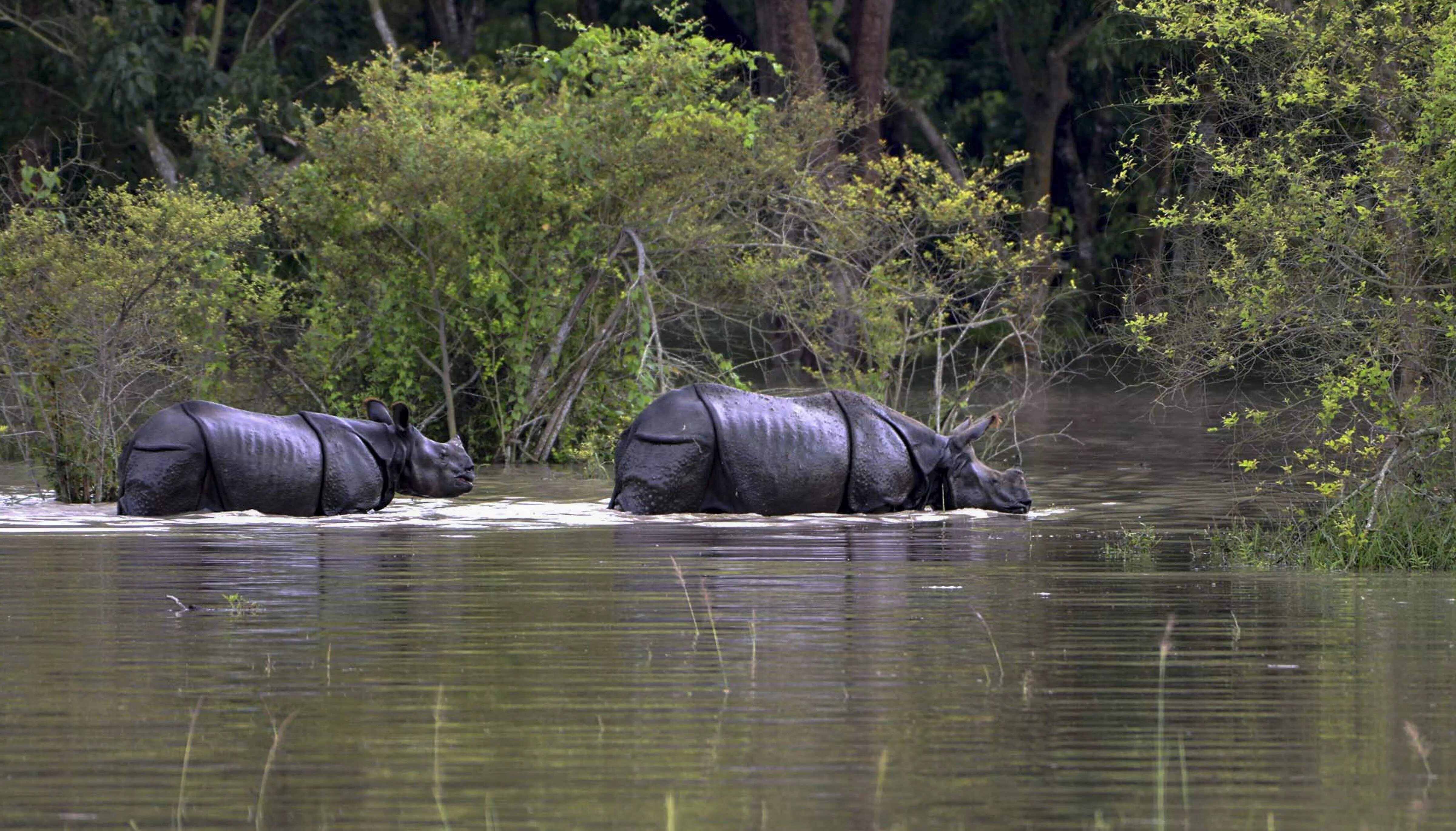 Assam flood situation remains critical, over 11.5 lakh people affected Assam flood situation remains critical, over 11.5 lakh people affected
