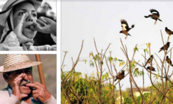 Decoding the ‘bird language’