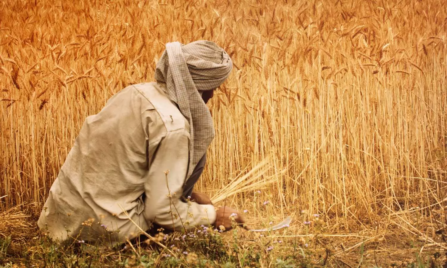 557 farmers ended lives in 6 months this year in Maharashtras Amravati division: Govt report 557 farmers ended lives in 6 months this year in Maharashtras Amravati division: Govt report