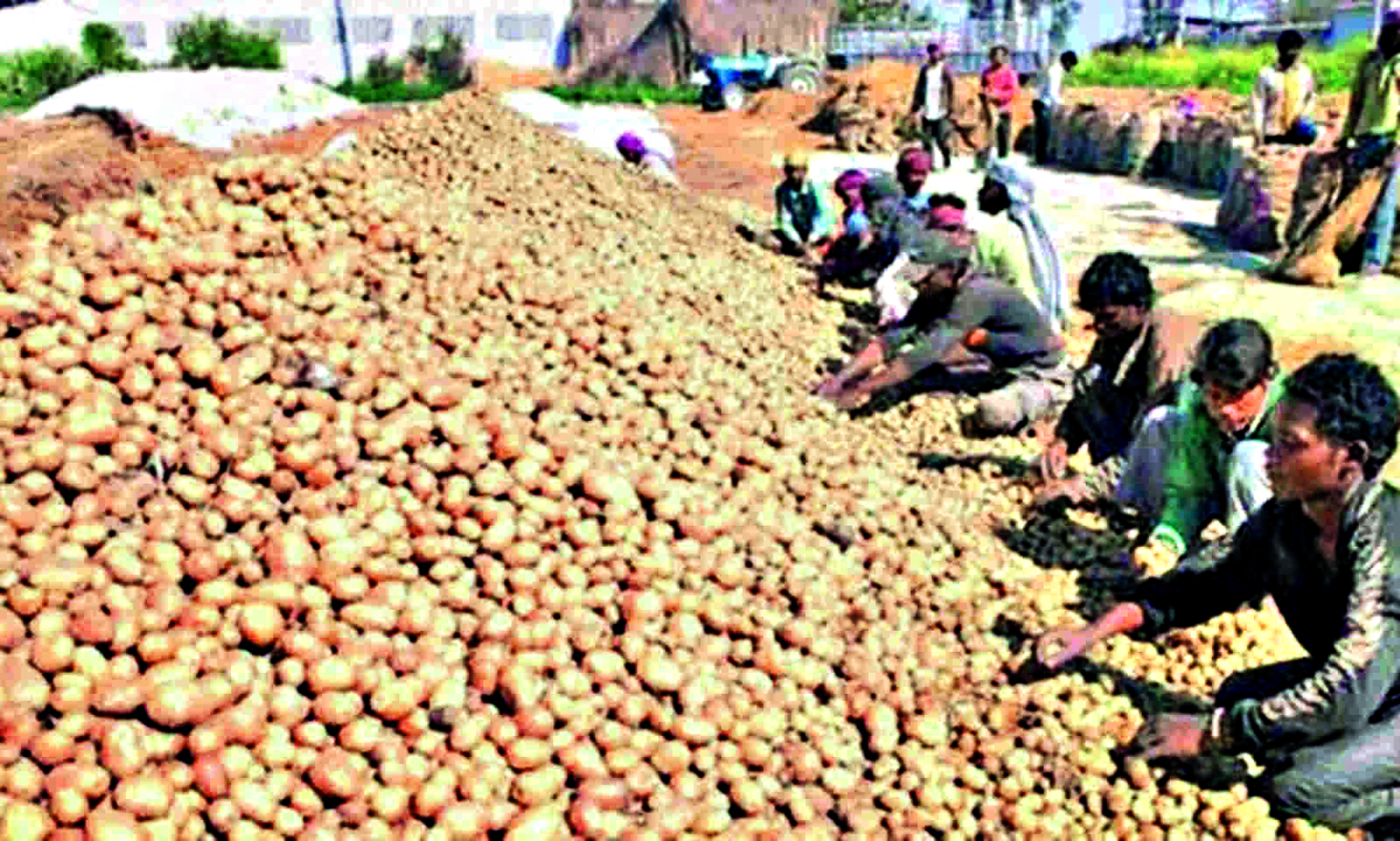State to take legal action for hoarding potatoes in stores