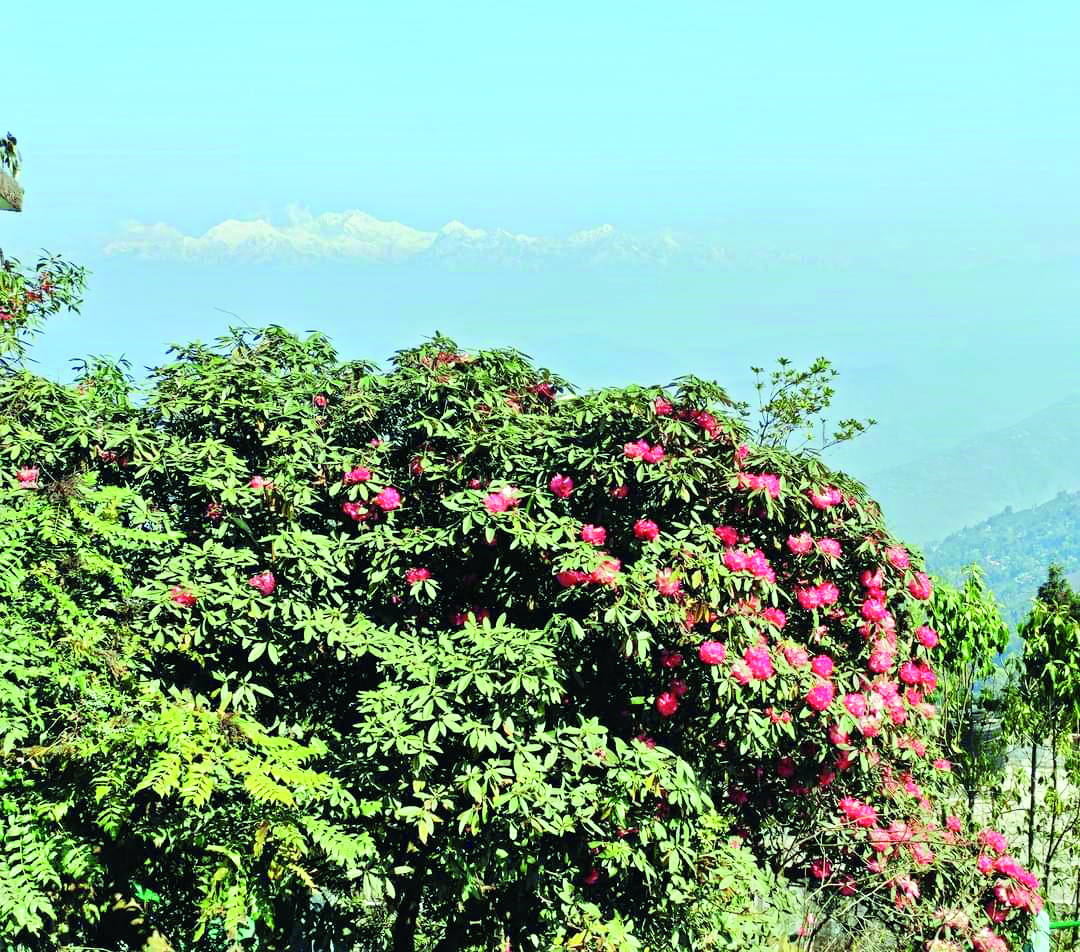 Mirik: Now, a Rhododendron Park to attract seasonal tourists