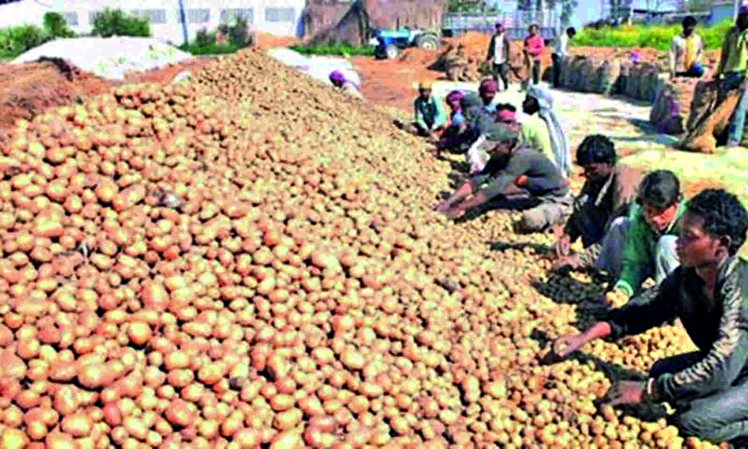 Potato dispatches from cold storages surge by 35% day after traders withdraw strike
