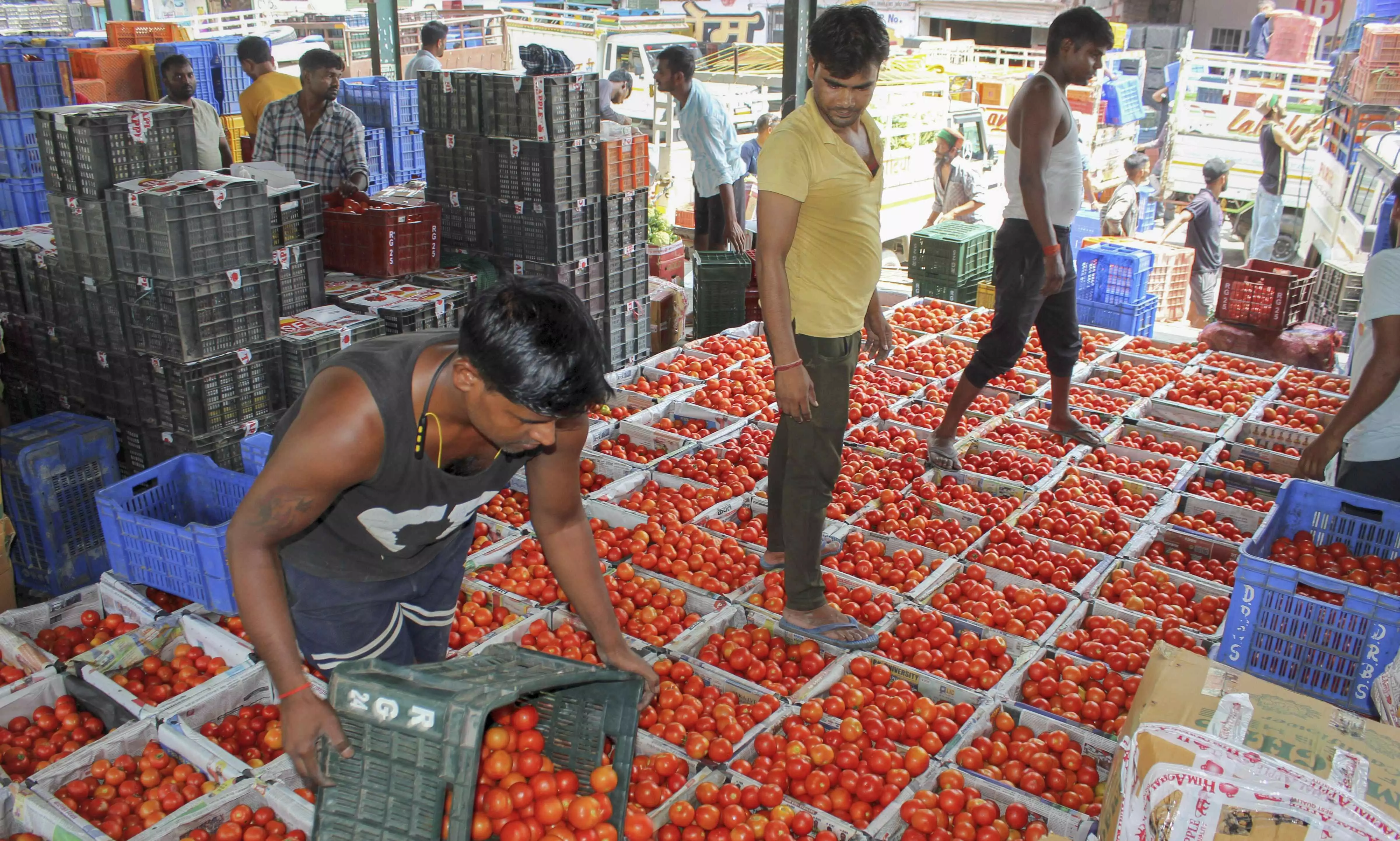 NCCF to sell subsidised tomatoes at Rs 60/kg in Delhi-NCR from Monday NCCF to sell subsidised tomatoes at Rs 60/kg in Delhi-NCR from Monday