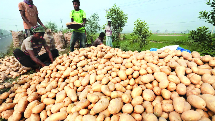 Seven potato cold storages to come up in North Bengal region