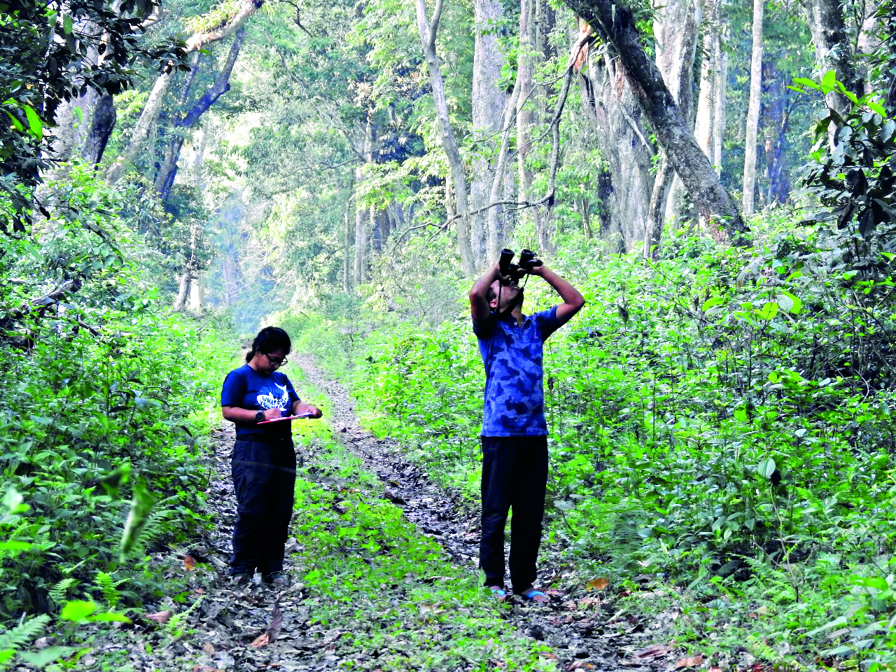 Research in Buxa Tiger Reserve aims to conserve hornbill population