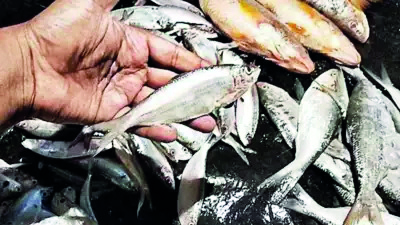 Hilsa yield poor during June-September session, say fishmen organisations Hilsa yield poor during June-September session, say fishmen organisations