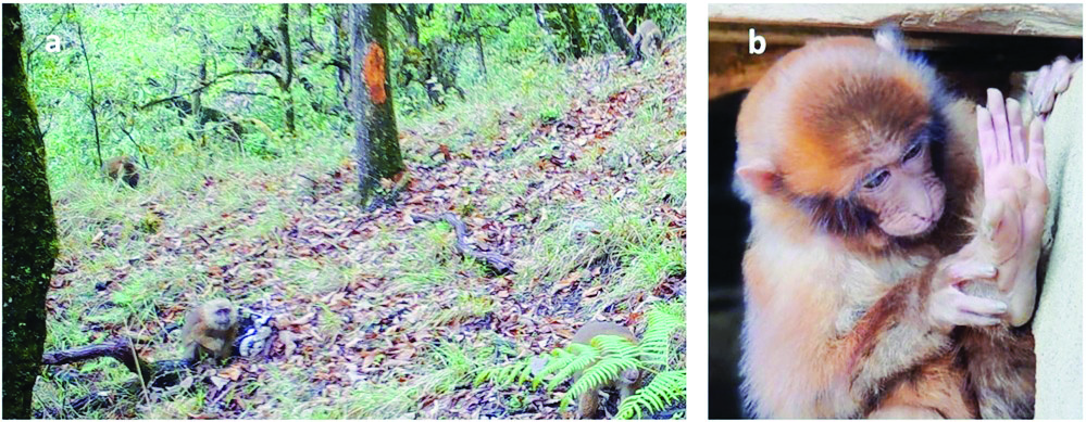 ZSI study on white-cheeked Macaque out in ‘Journal of Biogeography’