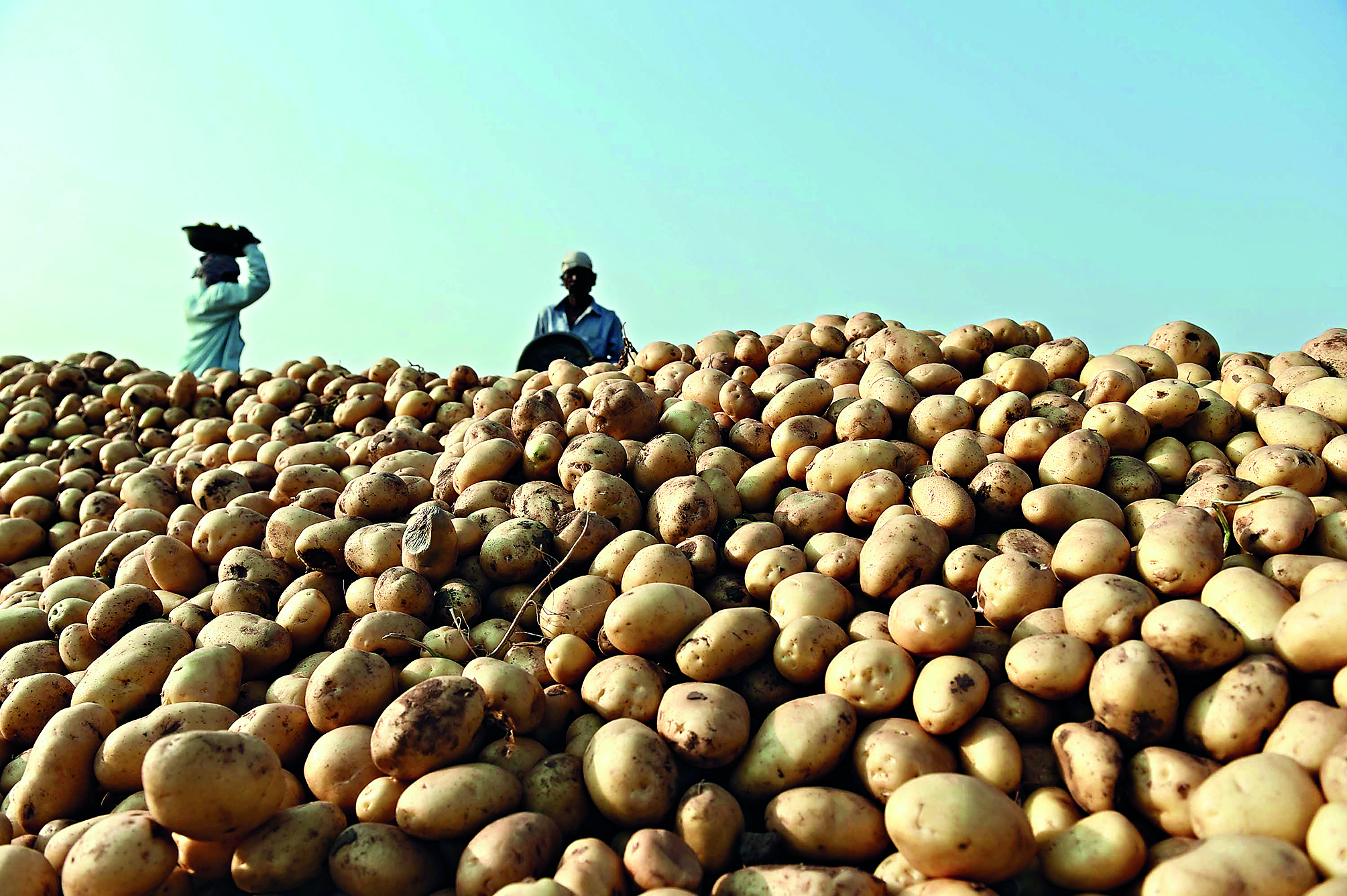 State to hold meet after indefinite strike call by potato dealers