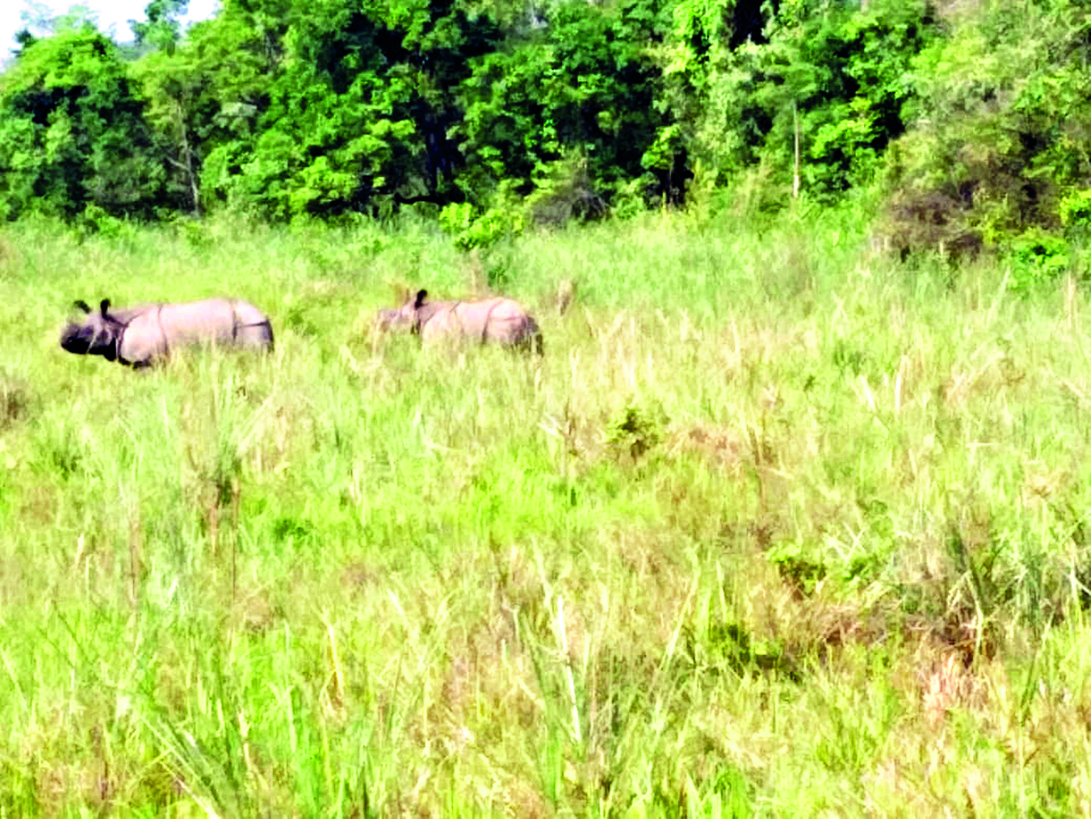 Fears mount over rhino deaths in Jaldapara