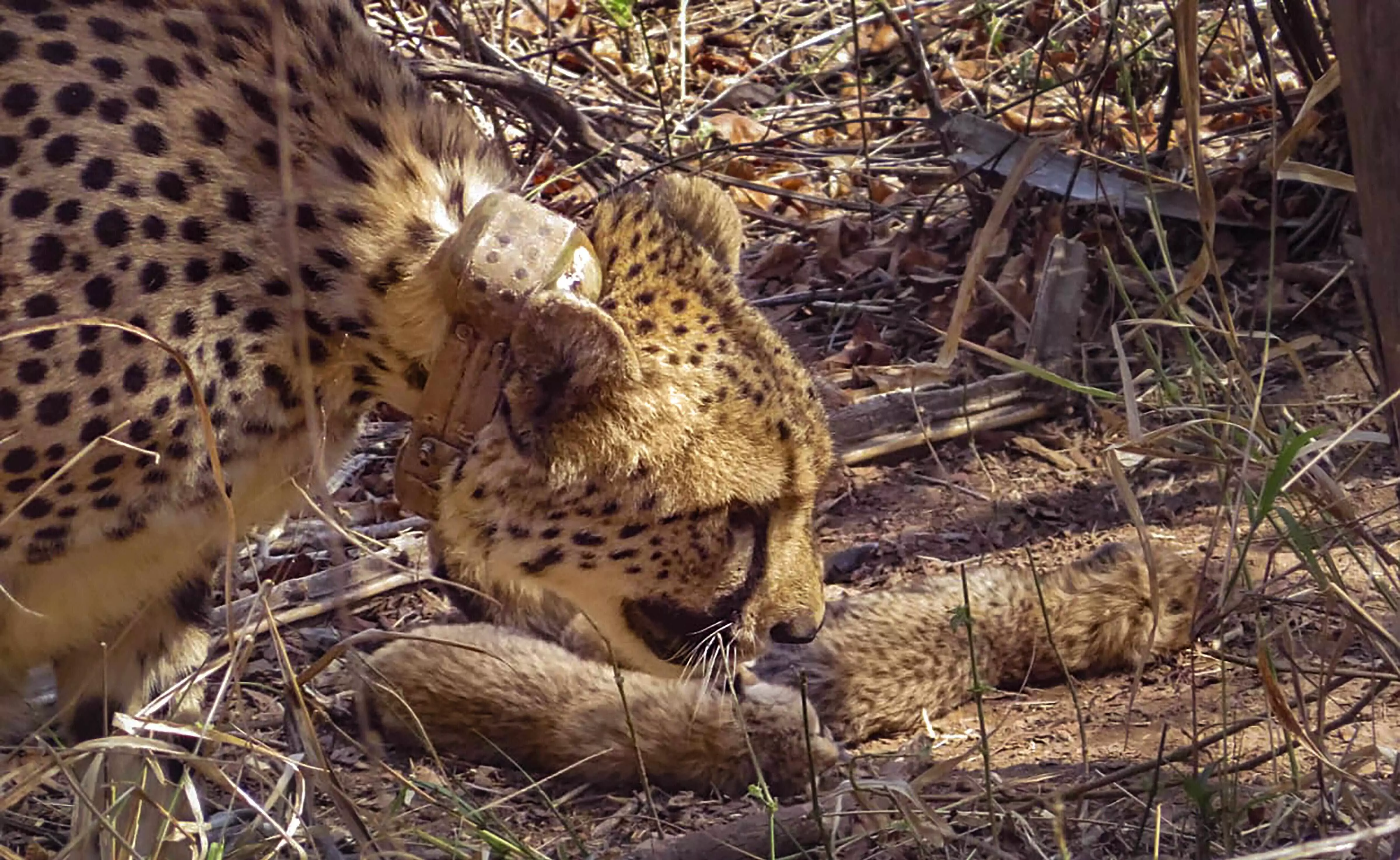 Cheetahs set to roam free in Kuno after year-long enclosure stay Cheetahs set to roam free in Kuno after year-long enclosure stay