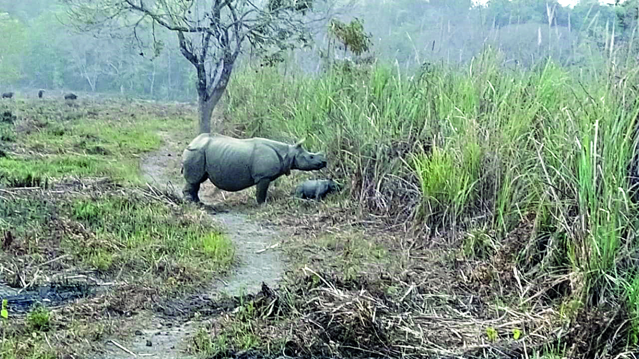 Drones deployed for aerial surveillance on rhinos Drones deployed for aerial surveillance on rhinos
