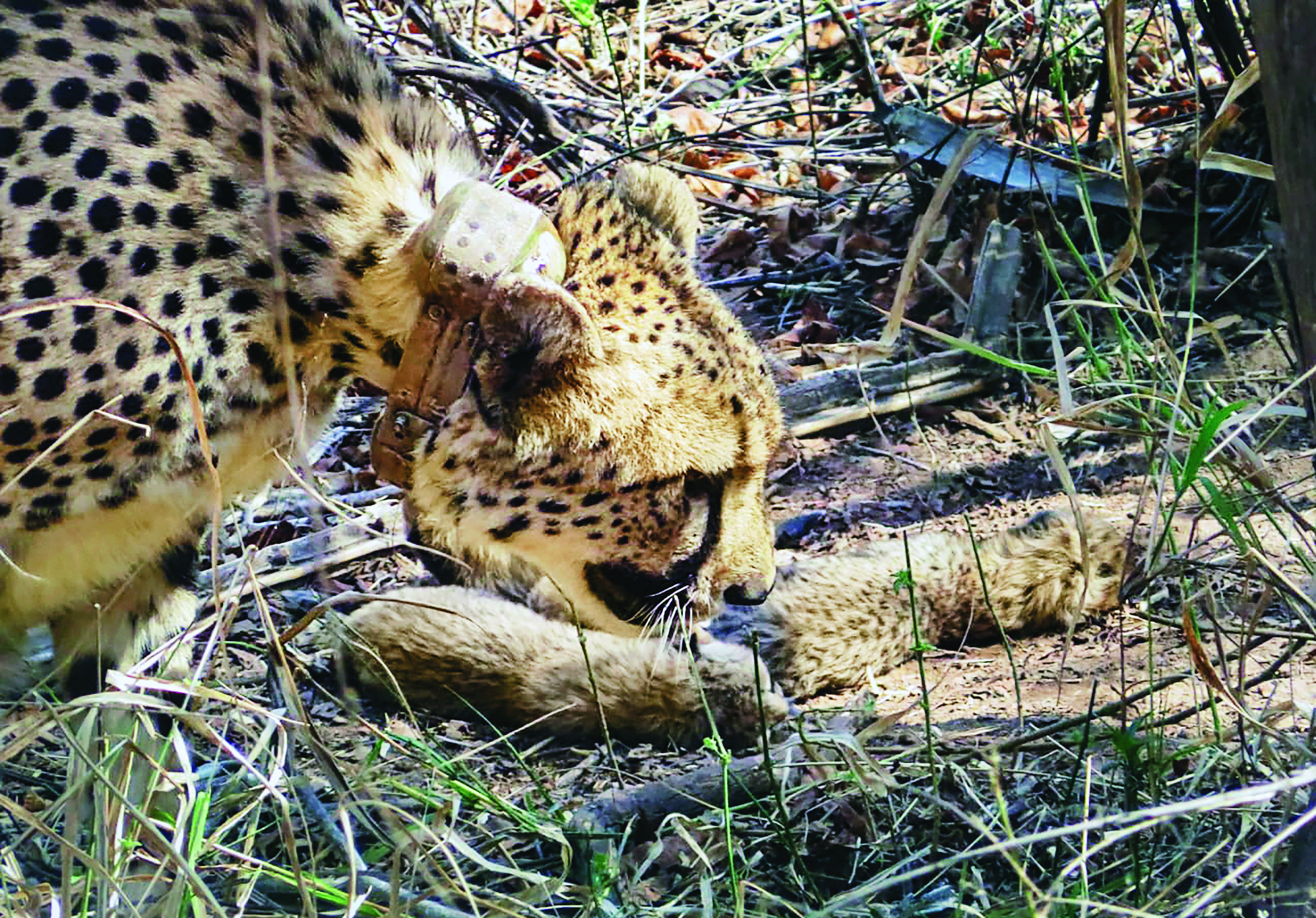 ‘Gandhi Sagar’ unready for cheetahs; Kuno facing prey, predator challenges ‘Gandhi Sagar’ unready for cheetahs; Kuno facing prey, predator challenges