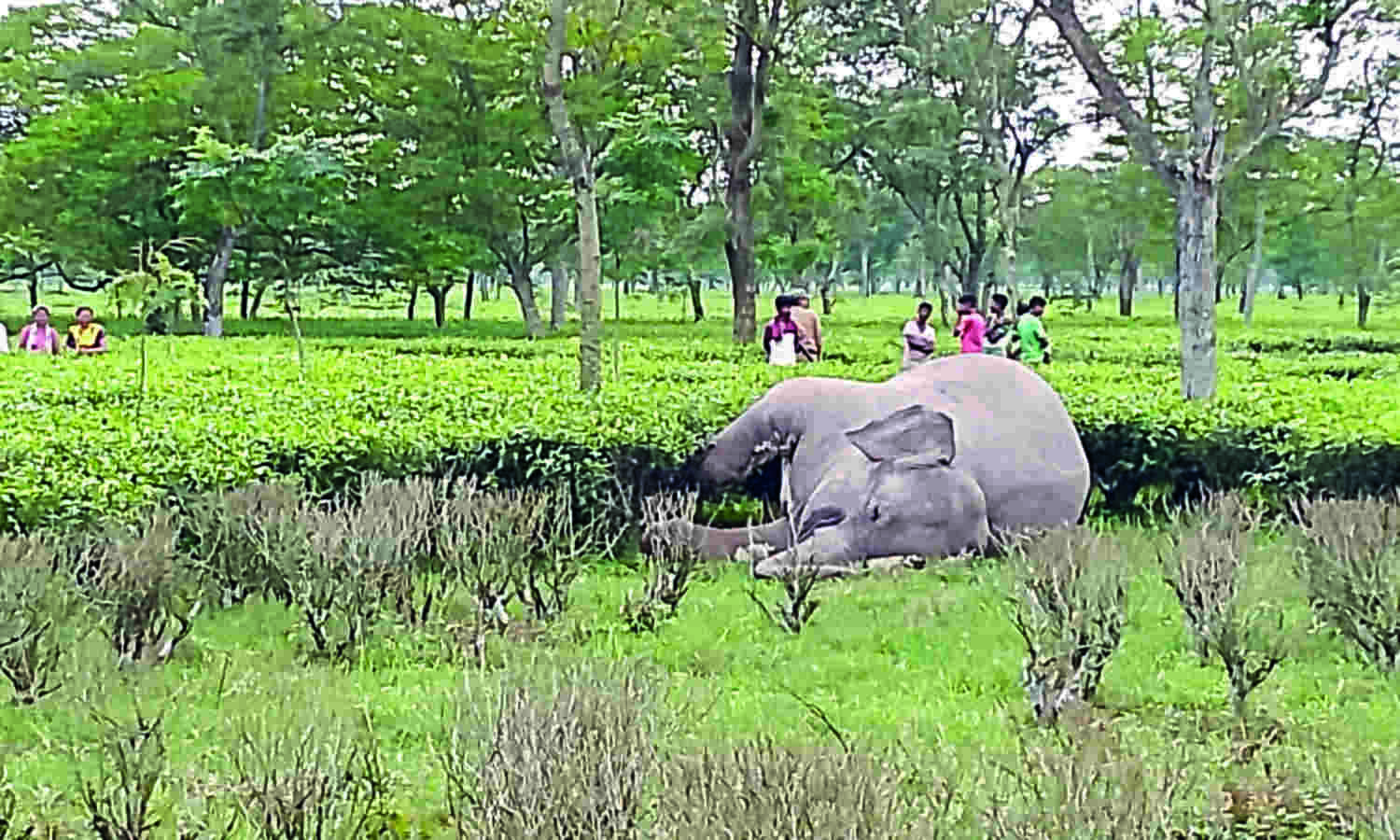 Alipurduar: Two elephants found dead in Kalchini Block Alipurduar: Two elephants found dead in Kalchini Block
