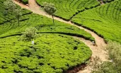 Sri Lanka: An island of wonders