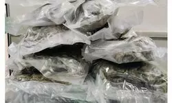 Two Arrested at IGI Airport for Smuggling 6.4 kg of Suspected Marijuana Worth Rs 3.21 Crores Two Arrested at IGI Airport for Smuggling 6.4 kg of Suspected Marijuana Worth Rs 3.21 Crores