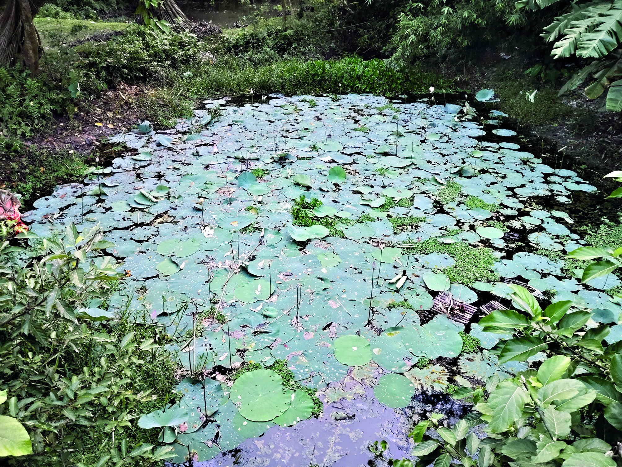 Local lotus cultivation reduces costs and meets festival demand: Balurghat grower