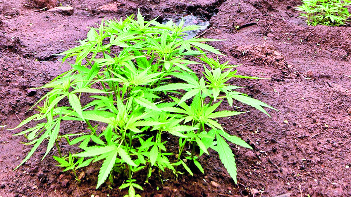 High time? Decks cleared to legalise cultivation of cannabis in Himachal Pradesh