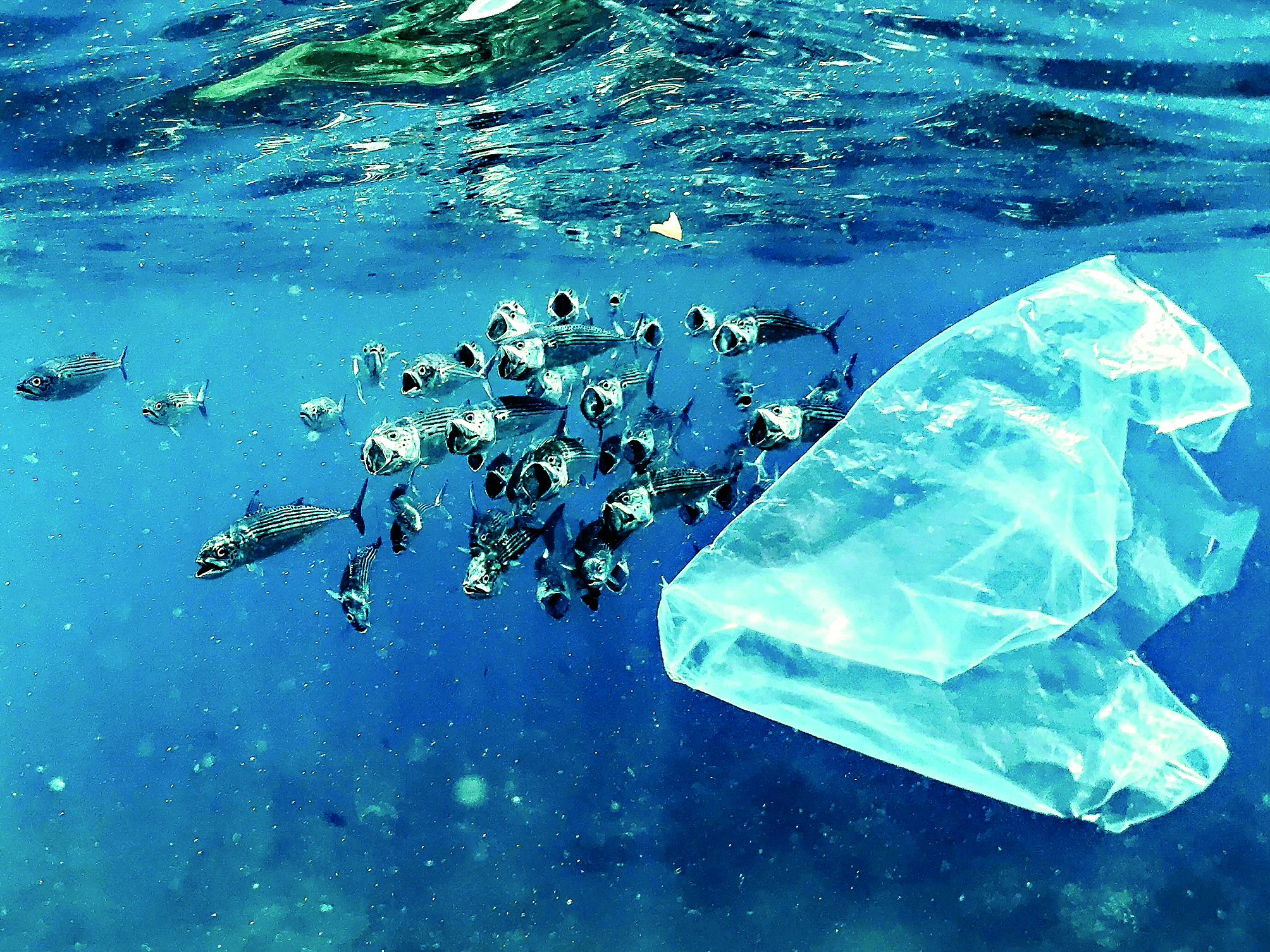 Our plastic problem