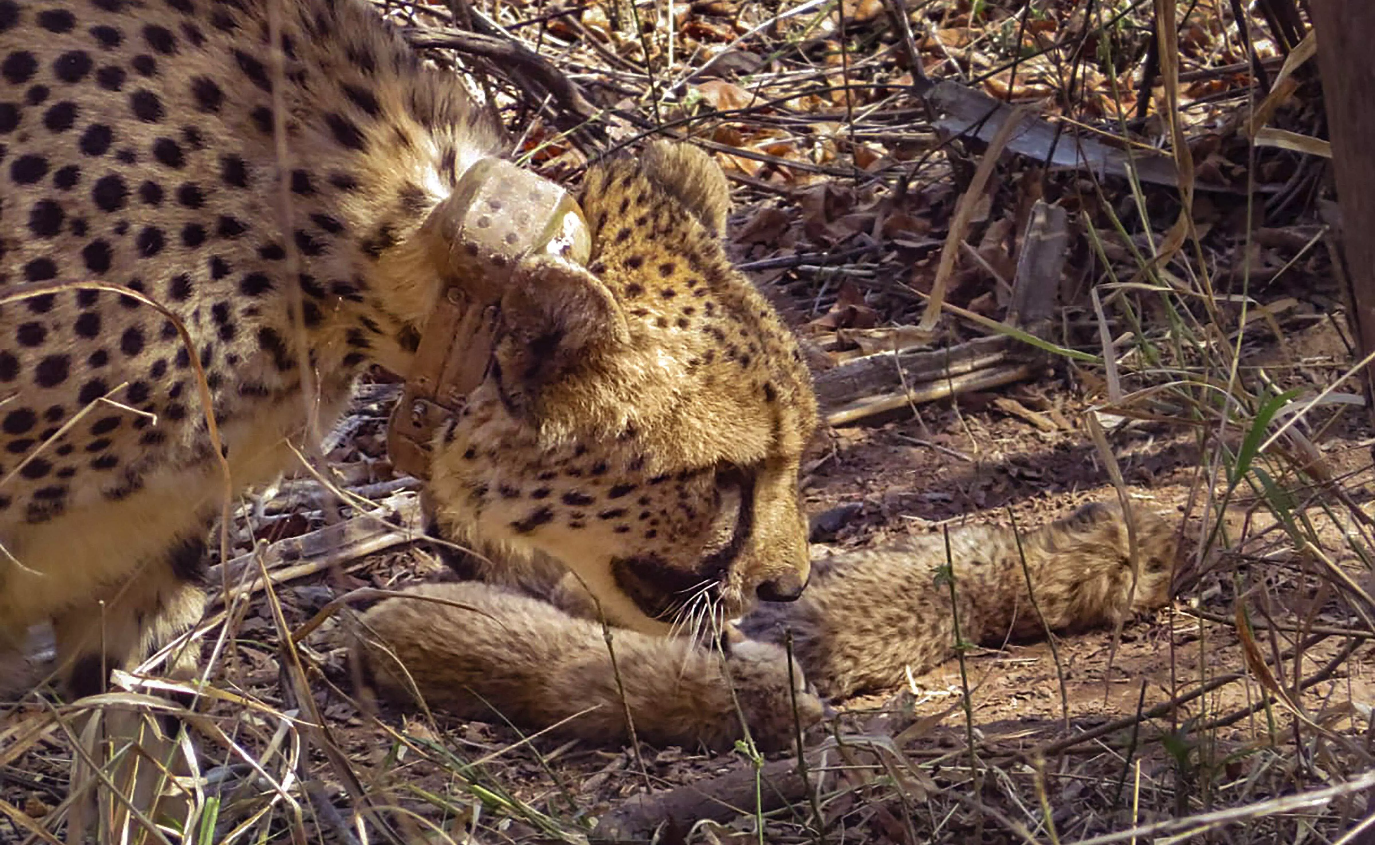 2 years of Project Cheetah: India awaits Kenyas approval for new batch 2 years of Project Cheetah: India awaits Kenyas approval for new batch
