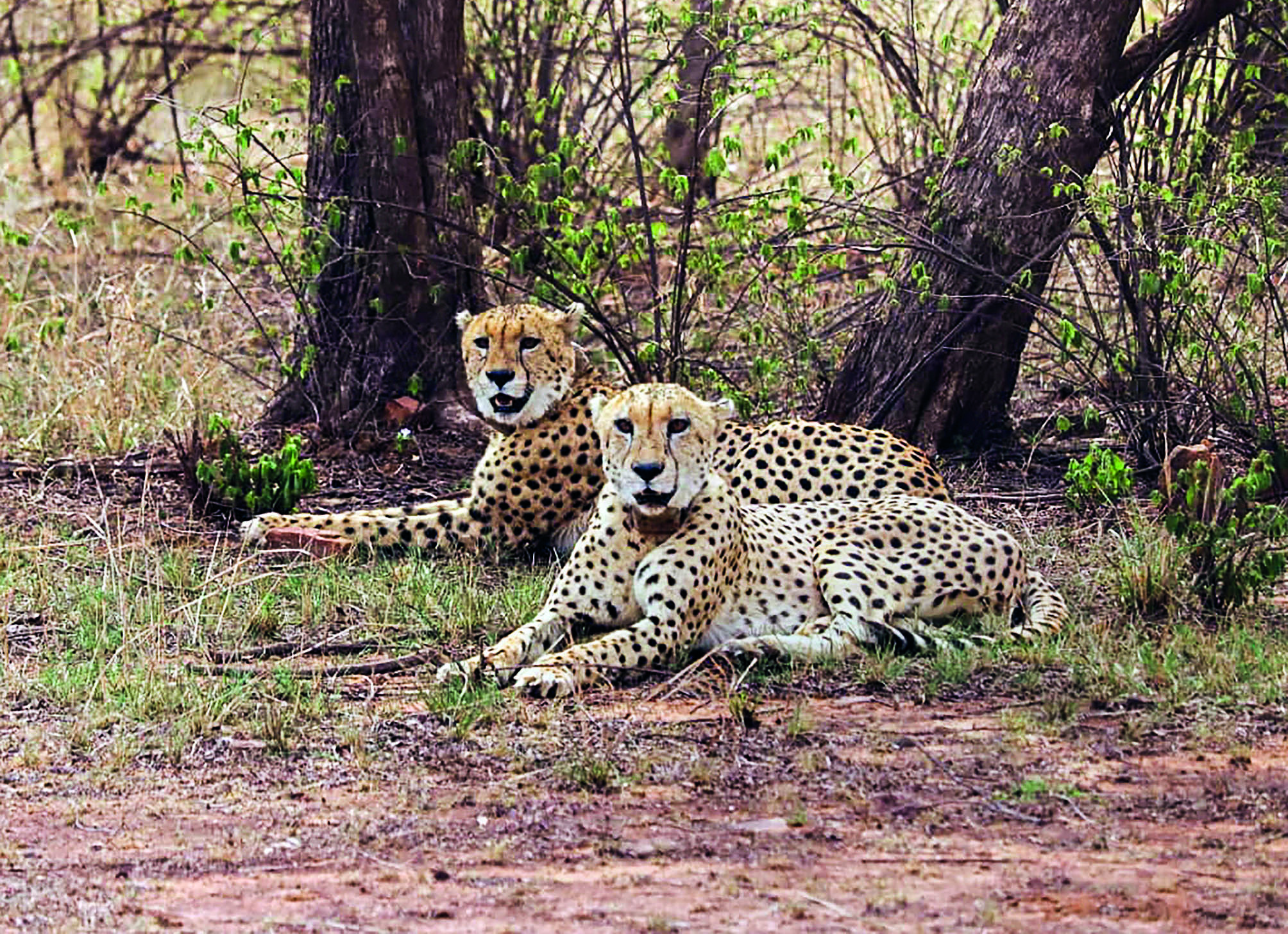Two years of Project Cheetah: Triumphs, trials and the road ahead in third year