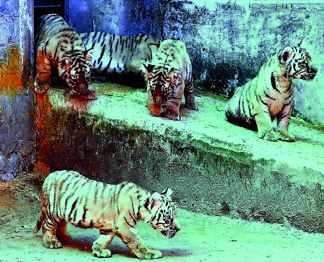 Tiger Safari at Bengal Safari Park set to reopen after renovations