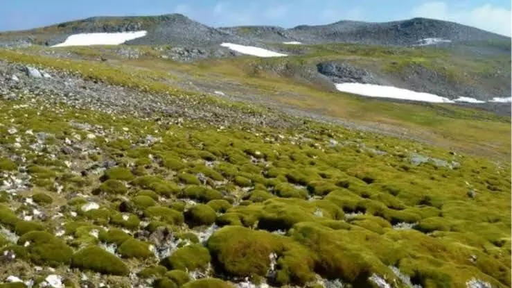 Antarctica turning green dramatically, trend accelerated over years, study finds Antarctica turning green dramatically, trend accelerated over years, study finds