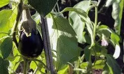 Seeds of sustainability Seeds of sustainability