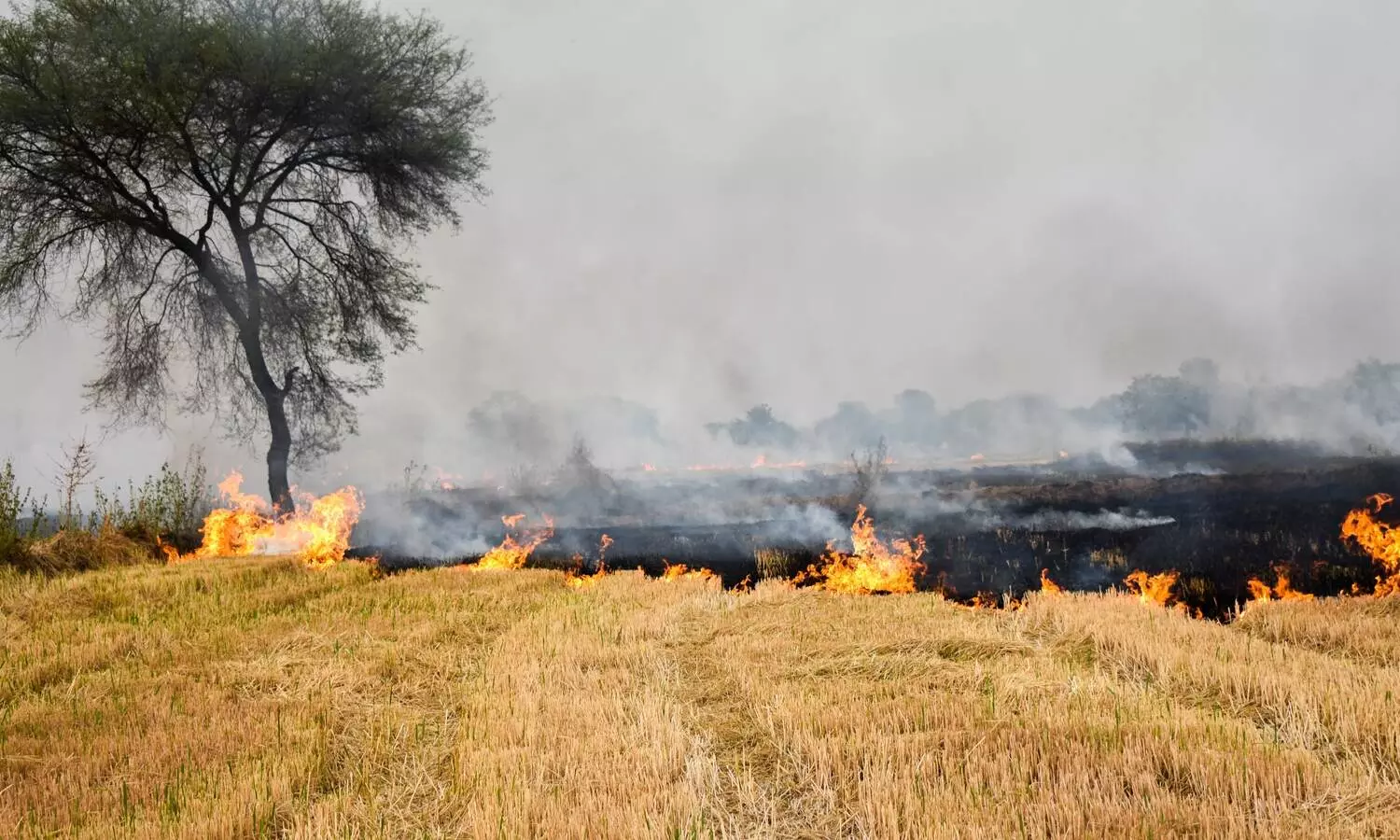 SC censures Punjab, Haryana govts for lack of action against stubble burning, summons top officers SC censures Punjab, Haryana govts for lack of action against stubble burning, summons top officers