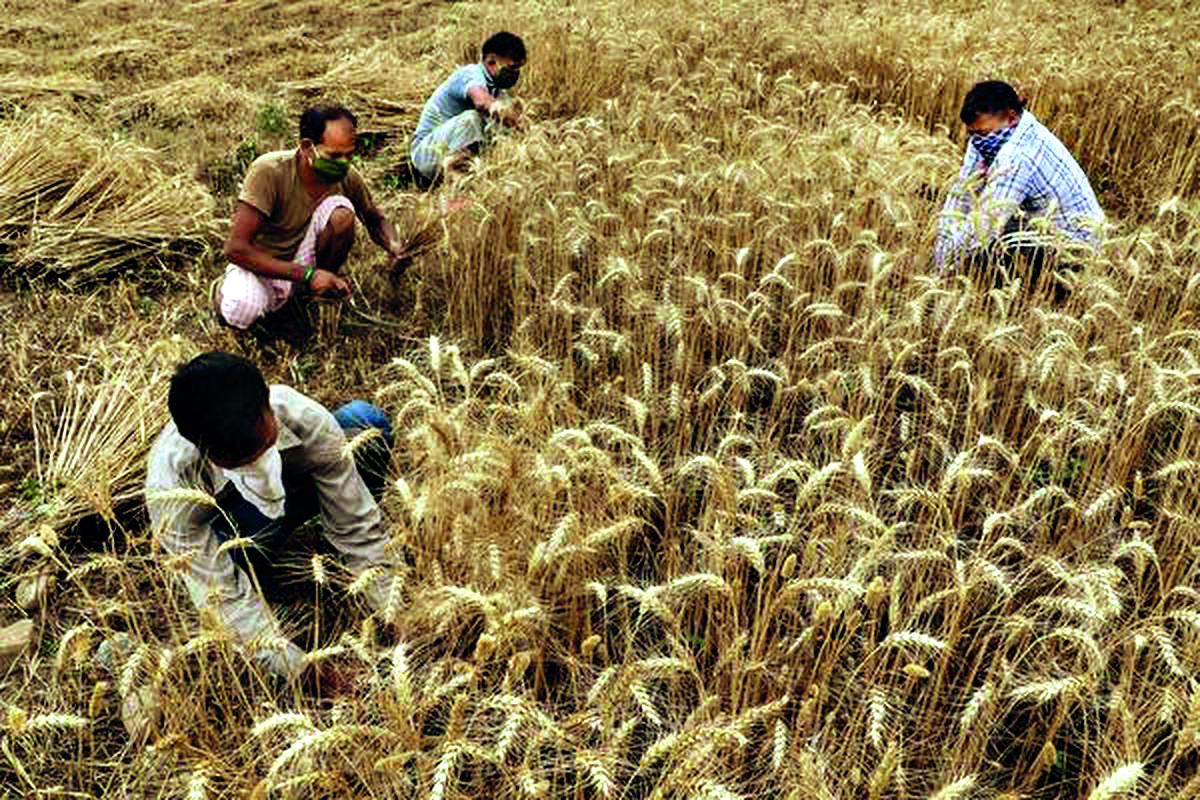 Wheat MSP hiked by Rs 150/quintal Wheat MSP hiked by Rs 150/quintal