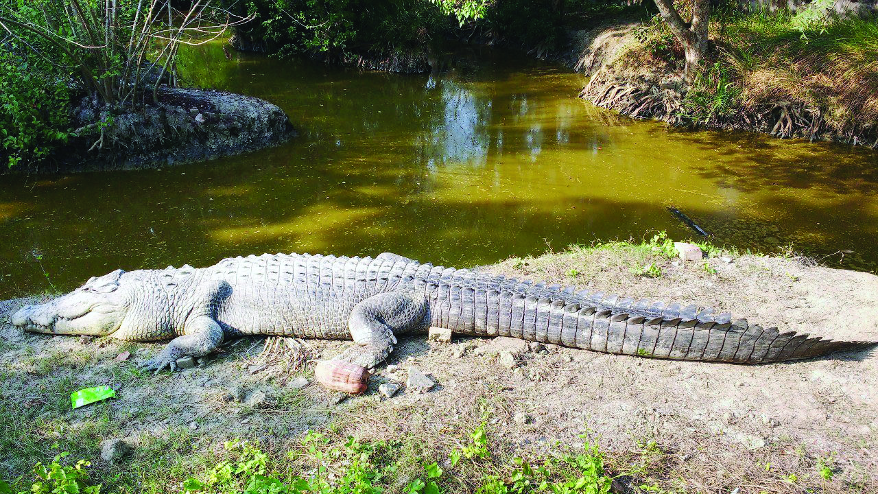 State mulls to develop Bhagabatpur Crocodile Project into satellite zoo State mulls to develop Bhagabatpur Crocodile Project into satellite zoo