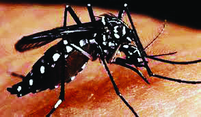 ‘Significant decrease in dengue cases compared to last year’ ‘Significant decrease in dengue cases compared to last year’
