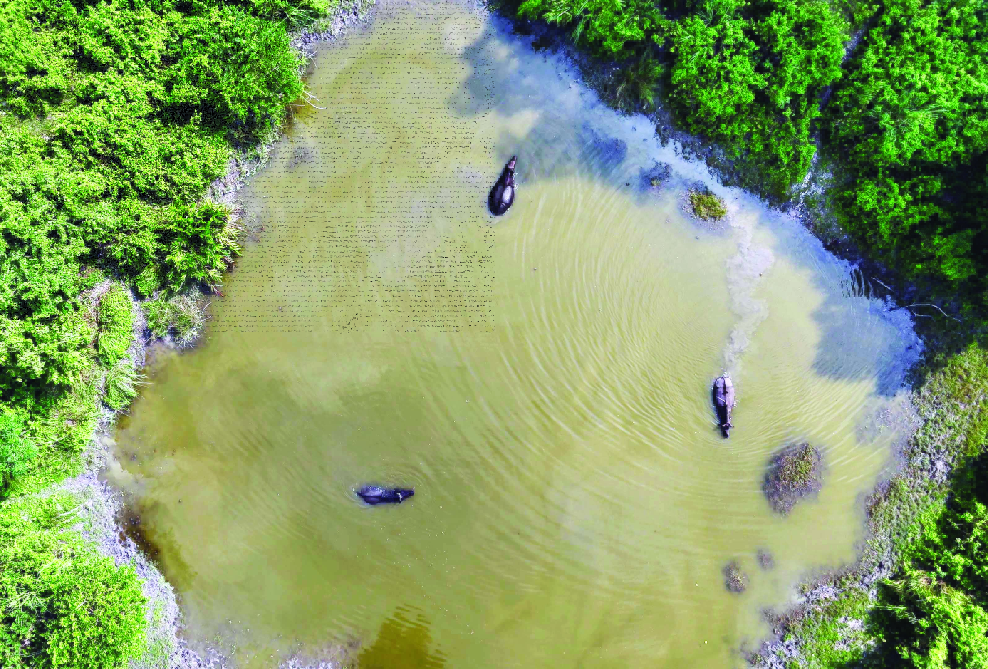 Heightened security at Jaldapara Nat’l Park with micro drone surveillance Heightened security at Jaldapara Nat’l Park with micro drone surveillance