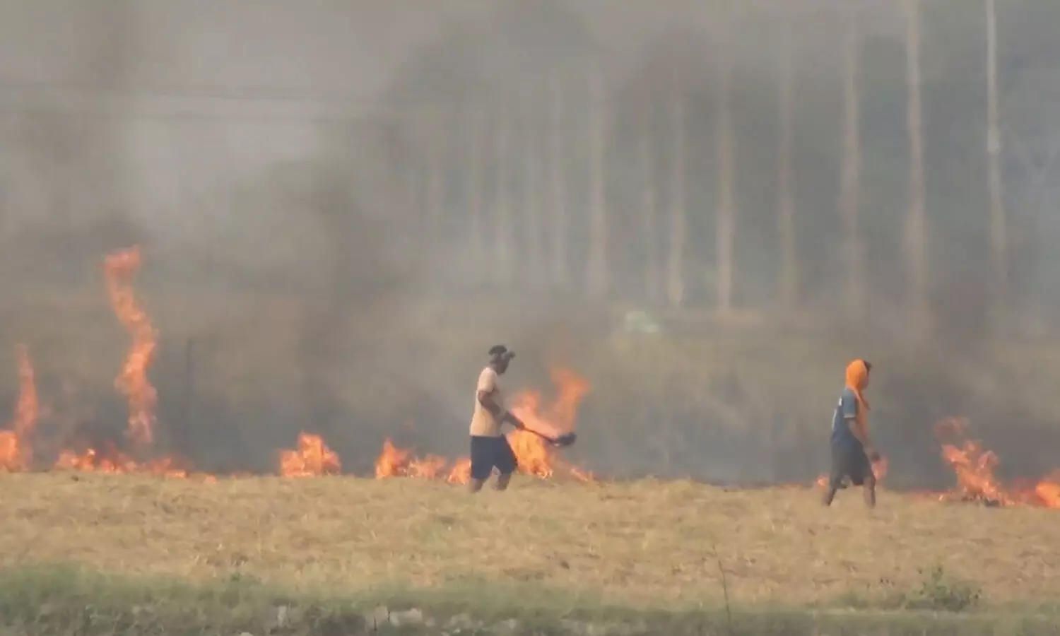 Punjab sees 50% dip in post-harvest farm burning, yet no effect on Delhis air quality