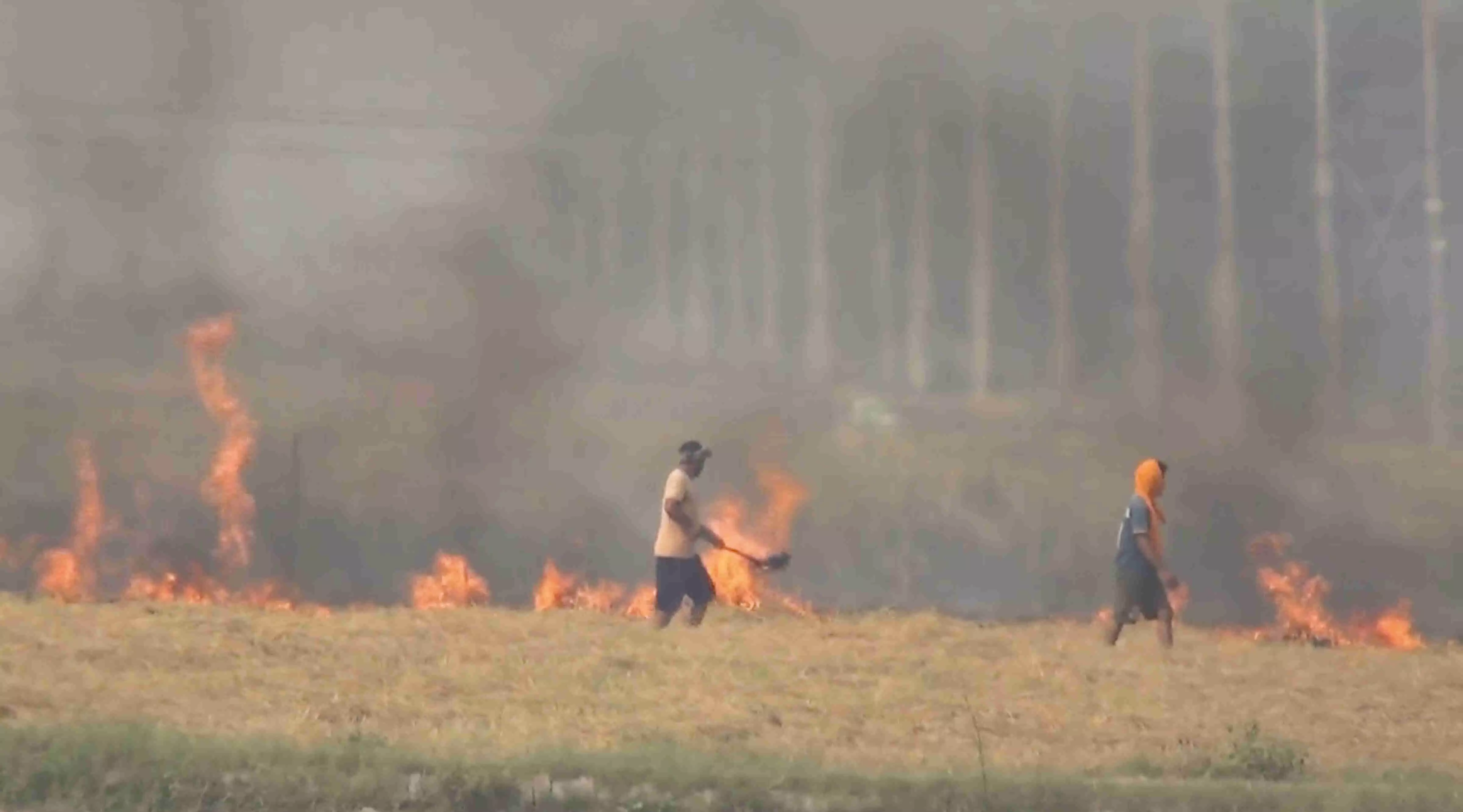 Punjab sees 50% dip in post-harvest farm burning, yet no effect on Delhis air quality