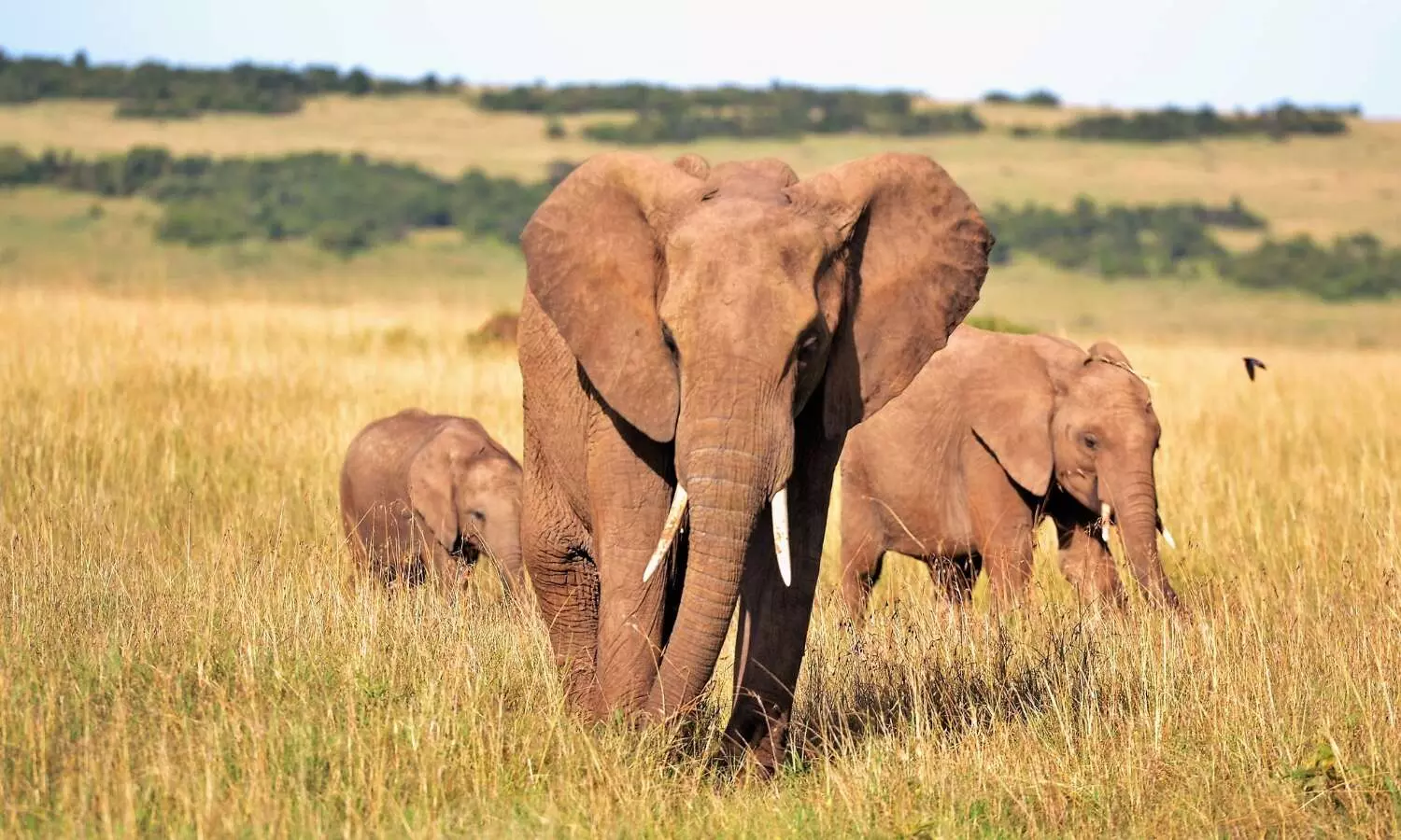 Elephant death toll in MPs Bandhavgarh reserve rises to 7; govt orders probe Elephant death toll in MPs Bandhavgarh reserve rises to 7; govt orders probe