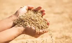 Paddy procurement in Punjab crosses 100 LMT mark