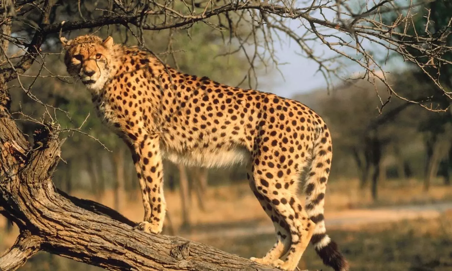 MP-Rajasthan joint panel formed for coordination on cheetah project