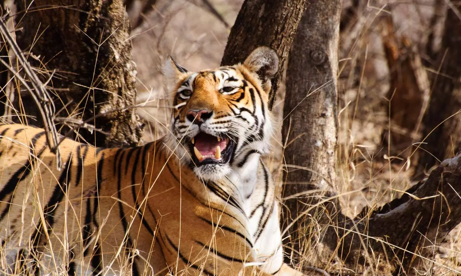 25 tigers reported missing in Ranthambore National Park this year 25 tigers reported missing in Ranthambore National Park this year