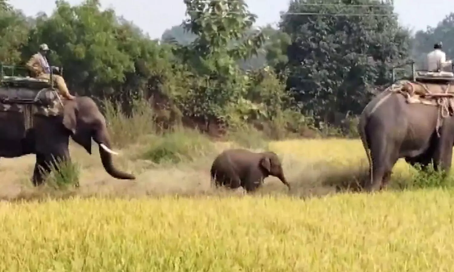 MP govt forms advisory panel for better management of wild elephants