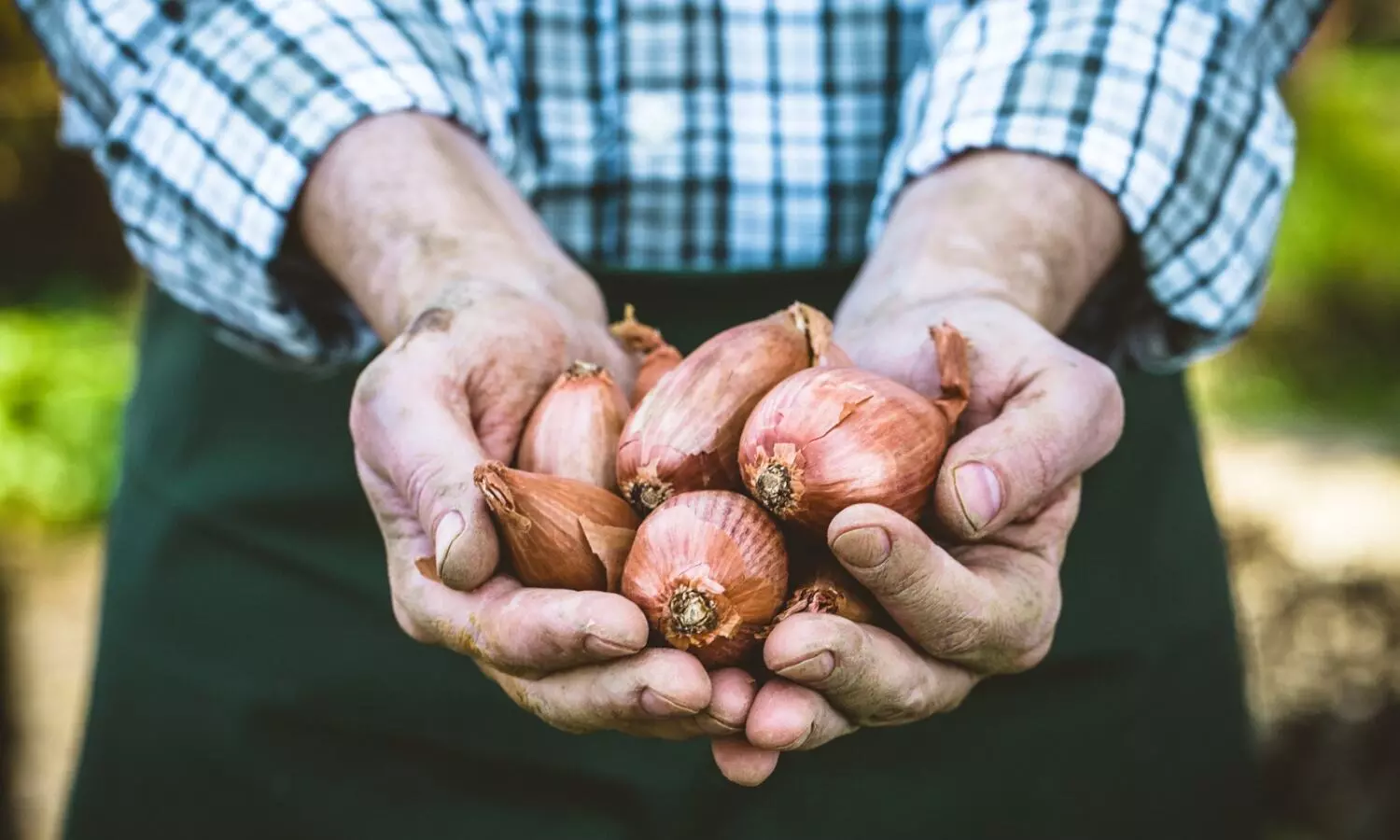 Cong asks PM Modi why Gujarats white onion farmers given preferential treatment Cong asks PM Modi why Gujarats white onion farmers given preferential treatment